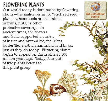 Flowering Plants