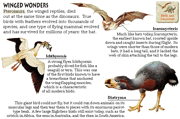 Winged Wonders