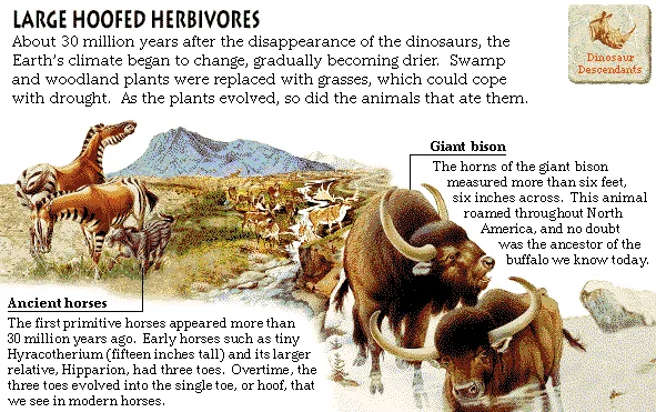 Large Hoofed Herbivores