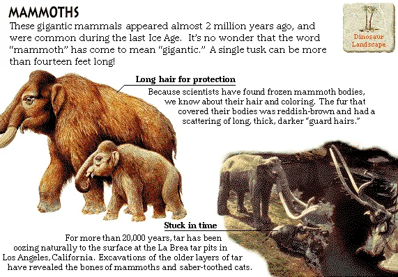 Mammoths