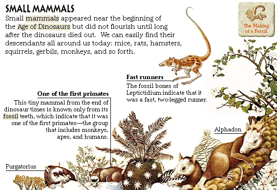 Small Mammals