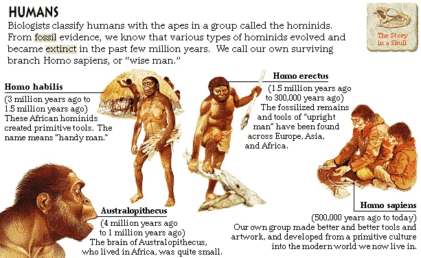 Humans