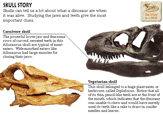 Skull Story