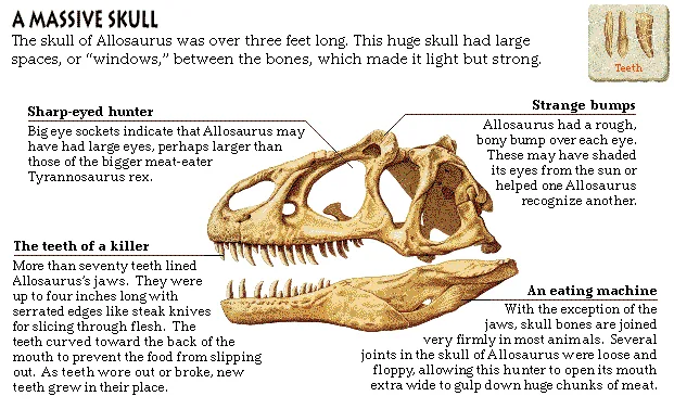 A Massive Skull