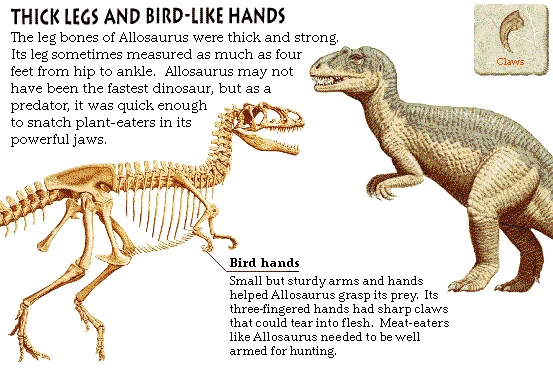 Thick Legs and Bird-Like Hands