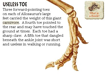 Useless Toe