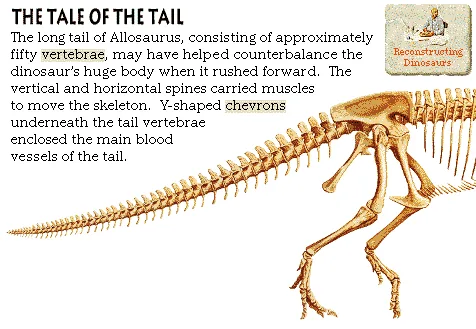The Tale of the Tail