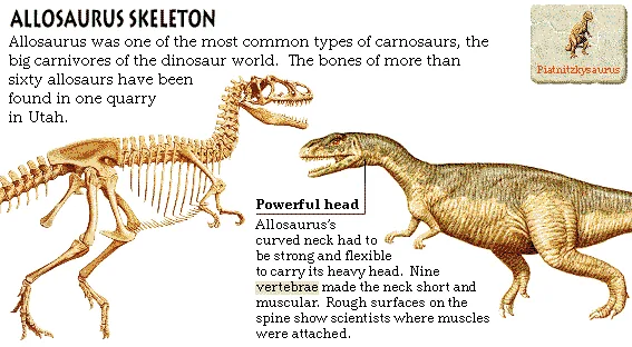 Allosaurus Skeleton
