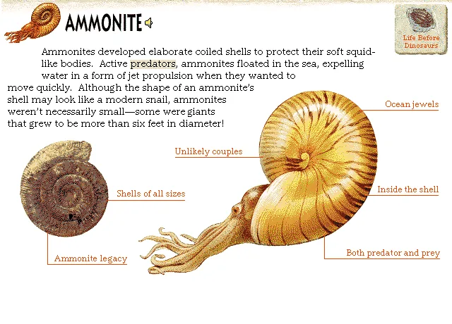 Ammonite