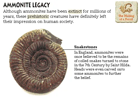 Ammonite Legacy