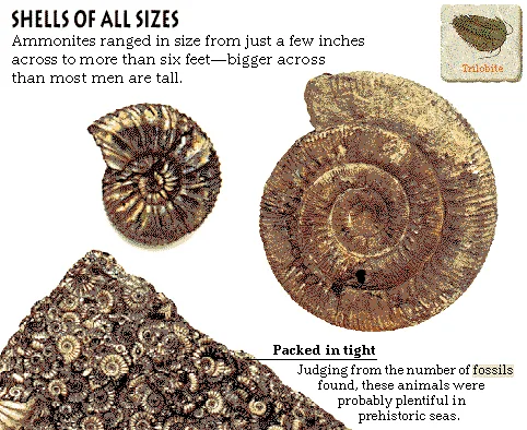 Shells of All Sizes