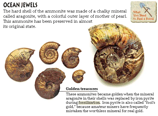 Ocean Jewels
