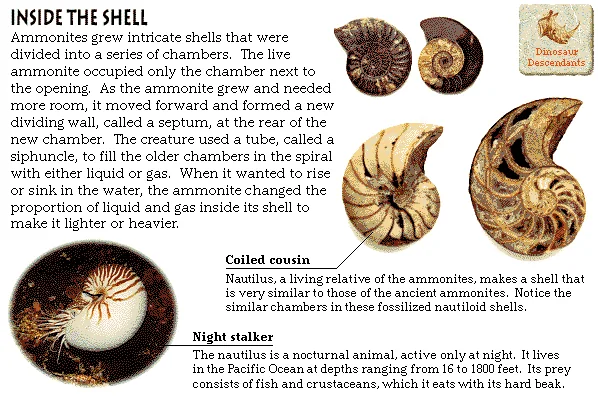 Inside the Shell