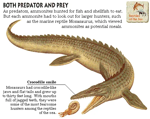 Both Predator and Prey