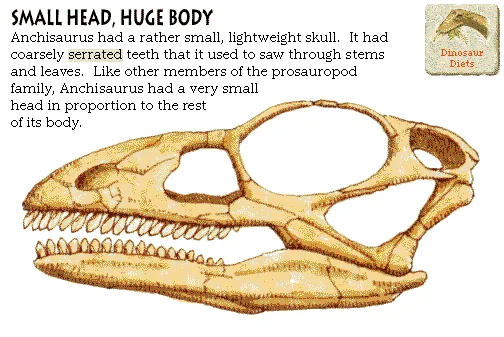 Small Head, Huge Body