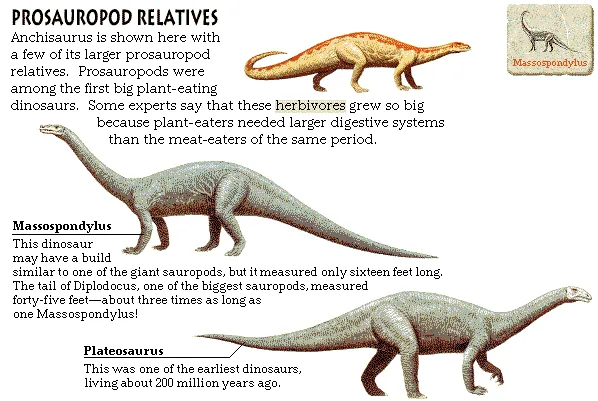 Prosauropod Relatives