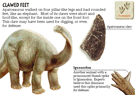 Clawed Feet