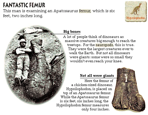 Fantastic Femur
