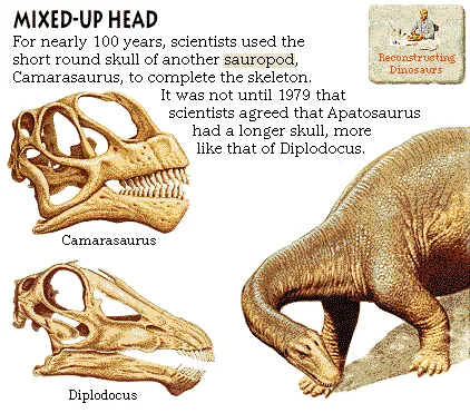 Mixed-Up Head