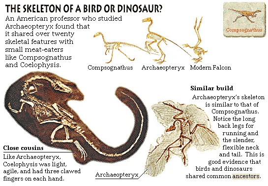 The Skeleton of a Bird or Dinosaur?