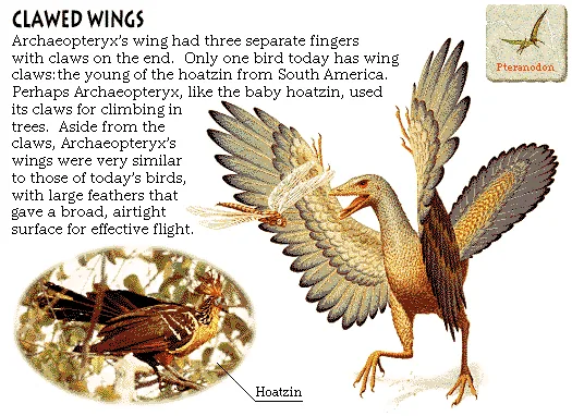 Clawed Wings