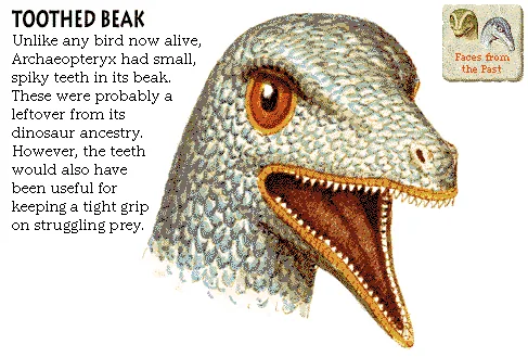 Toothed Beak
