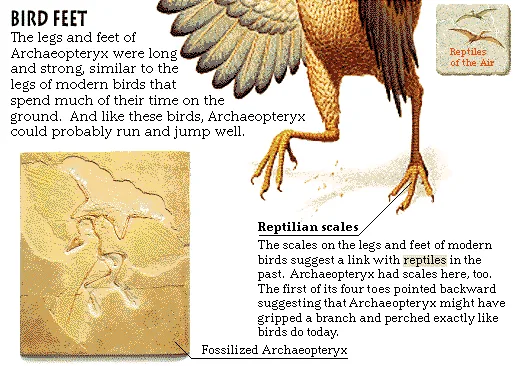Bird Feet