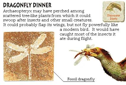 Dragonfly Dinner