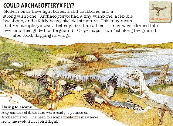 Could Archaeopteryx Fly?