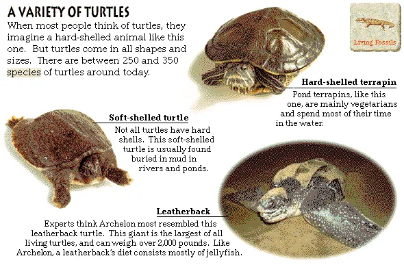 A Variety of Turtles