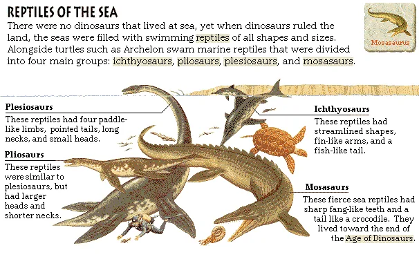 Reptiles of the Sea