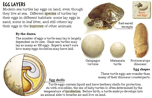 Egg Layers