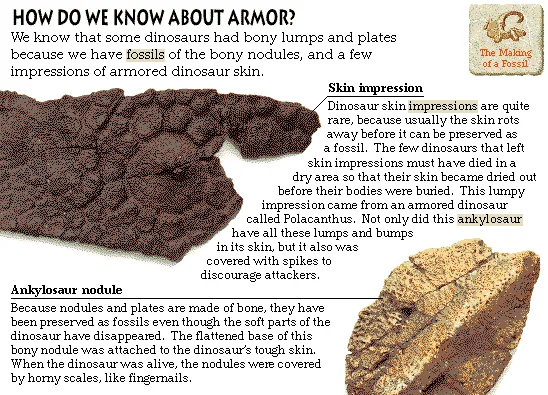 How Do We Know About Armor?