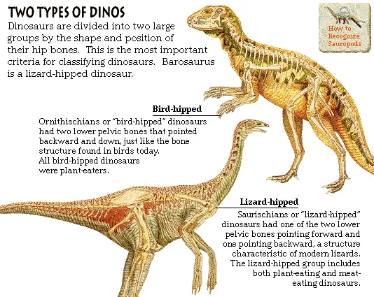 Two Types of Dinos