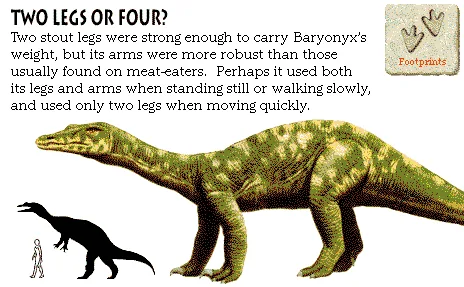 Two Legs or Four?