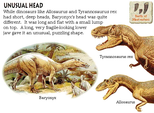 Unusual Head