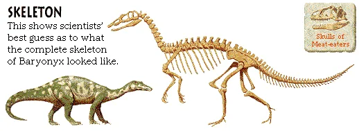 Skeleton