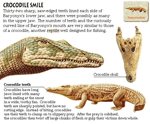 Crocodile Smile