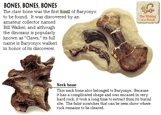 Bones, Bones, Bones