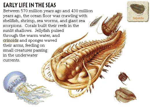 Early Life in the Seas