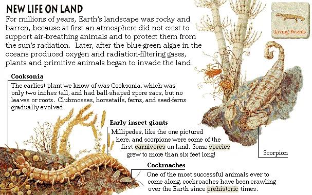 New Life on Land