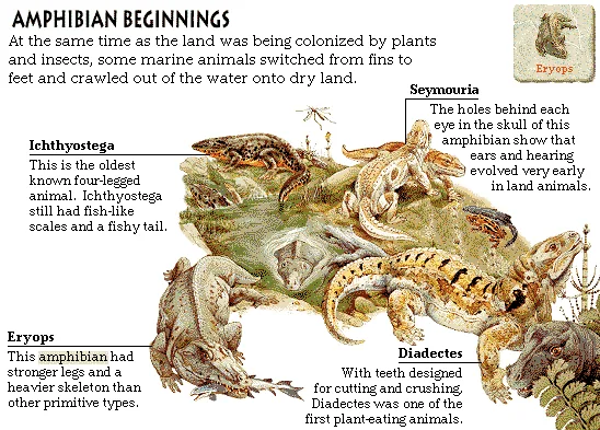 Amphibian Beginnings