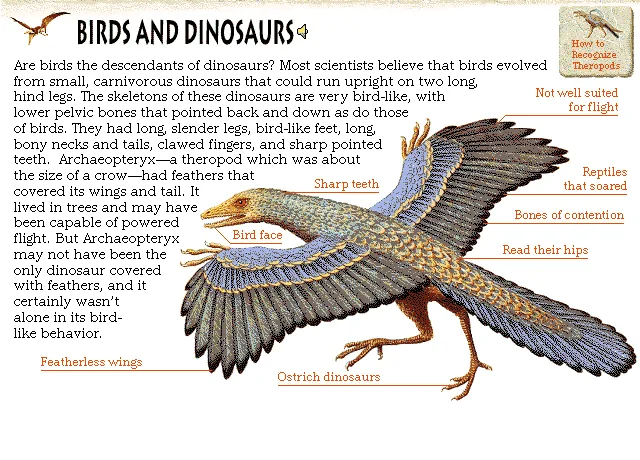 Birds and Dinosaurs