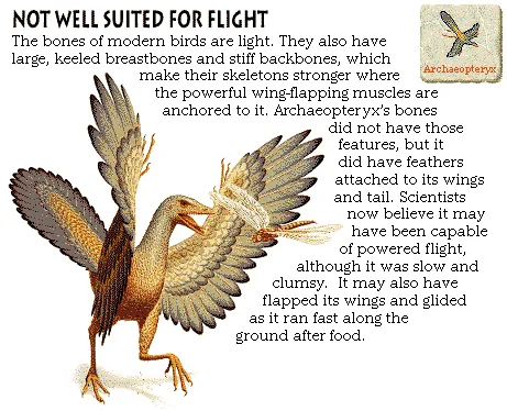 Not Well Suited for Flight
