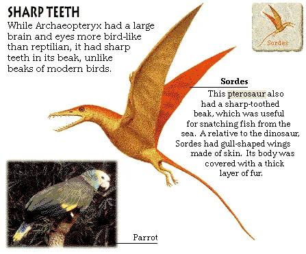 Sharp Teeth