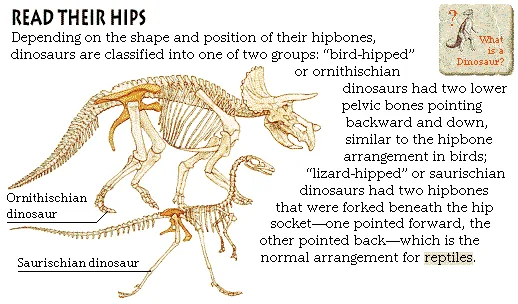 Read Their Hips