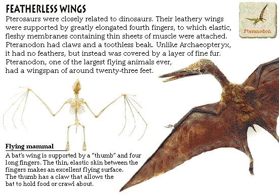 Featherless Wings