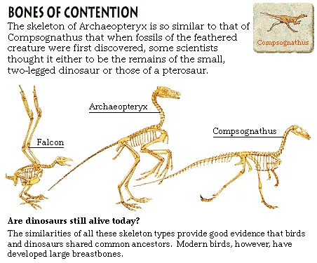 Bones of Contention