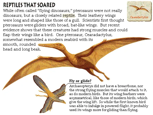Reptiles That Soared