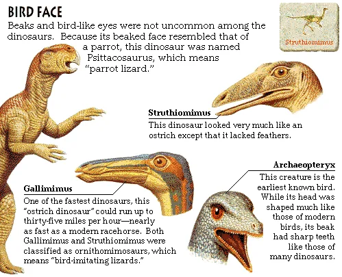Bird Face